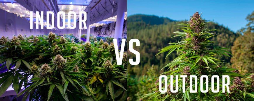 outdoor grown vs indoor grown weed