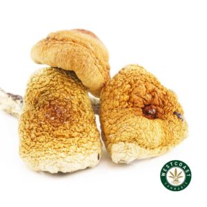 Buy Shrooms Brazilian Online