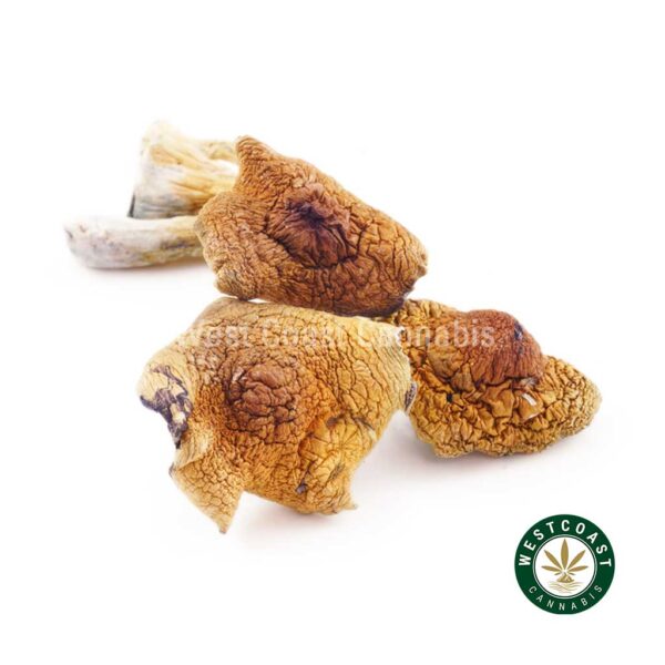 Buy Shrooms African Goliath Online