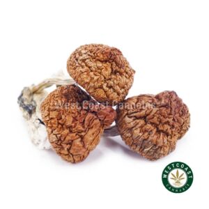 Buy Shrooms Stargazer Online