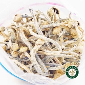 Buy Shrooms Albino Teacher Online