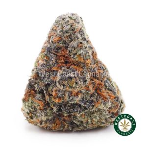 Buy Gushers AAAA strain online