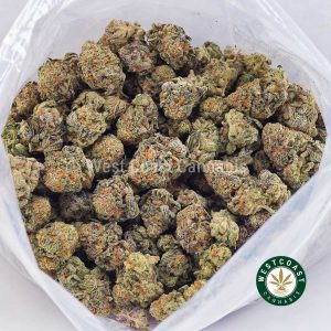 Buy Astro Cookies AAA strain online